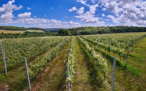 Pinot Meunier vines in Badgers Vineyard of Domaine Evremond with their Chilham Bank and New Cut Vineyards across the valley Chilham Kent England