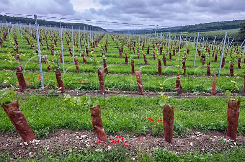 Yearold Pinot Noir vines in Chilham Bank vineyard of Domaine Evremond Chilham Kent England
