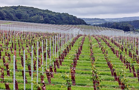 Yearold Pinot Noir vines in Chilham Bank vineyard of Domaine Evremond Chilham Kent England