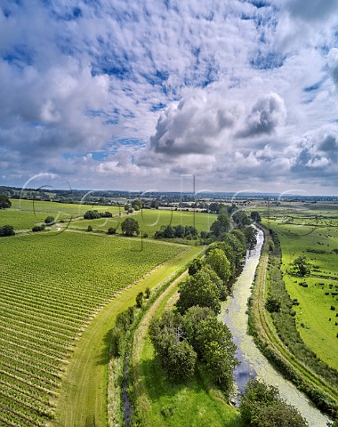 Vineyards of Gusbourne by the Royal Military Canal with Romney Marsh to the right Appledore Kent England