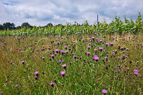 Wild flower area in vineyards of Gusbourne Appledore Kent England