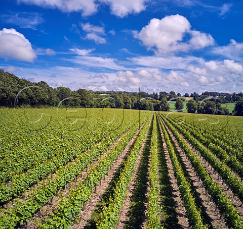 Roman Road Vineyard of Simpsons Wine Estate Barham Kent England