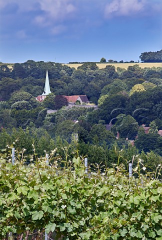 Pinot Meunier vines in Railway Hill Vineyard of Simpsons Wine Estate with St John the Baptist Church beyond Barham Kent England