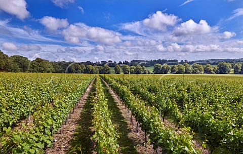 Roman Road Vineyard of Simpsons Wine Estate Barham Kent England