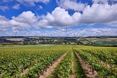 Railway Hill Vineyard of Simpsons Wine Estate Barham Kent England