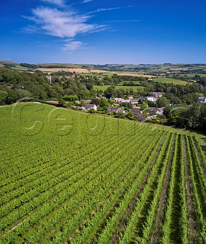 Chardonnay vineyard of Bride Valley with village of Litton Cheney and St Marys Church beyond Dorset England