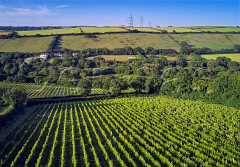 Camel Valley Vineyard with Annies Vineyard Seyval Blanc in foreground Nanstallon Cornwall England