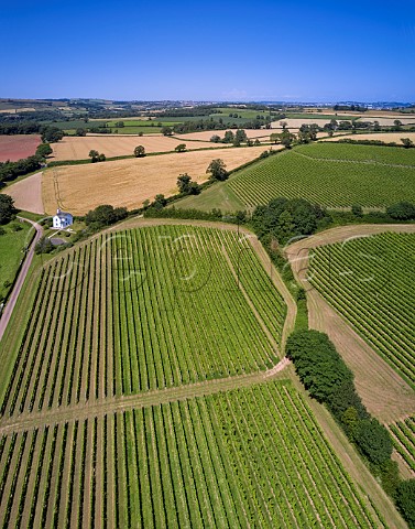 Vineyards of Sandridge Barton Wines Stoke Gabriel Devon England