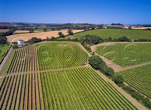 Vineyards of Sandridge Barton Wines Stoke Gabriel Devon England