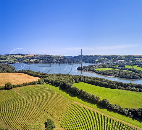 Vineyards of Sandridge Barton Wines with the River Dart beyond Stoke Gabriel Devon England
