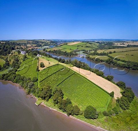 Sharpham Vineyard situated on a bend in the River Dart  Ashprington Devon England