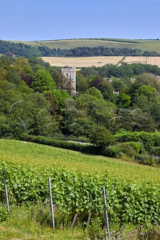 Chardonnay vineyard of Bride Valley with St Marys Church beyond Litton Cheney Dorset England