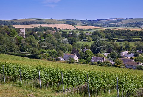 Chardonnay vineyard of Bride Valley with village of Litton Cheney and St Marys Church beyond Dorset England