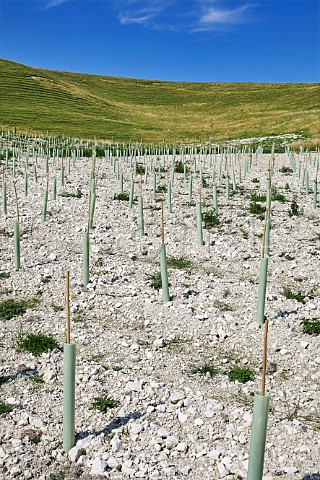 Young vines planted in chalk soil of Bride Valley Vineyard Litton Cheney Dorset England