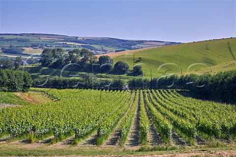 Vineyards of Bride Valley Litton Cheney Dorset England