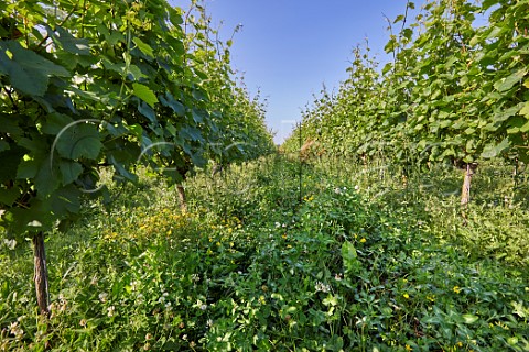 Every tenth row is left uncut to enhance biodiversity in vineyards of Langham Wine Estate CrawthorneDorset England