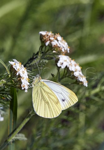 Greenveined White nectaring on Yarrow flowers Hurst Meadows East Molesey Surrey England