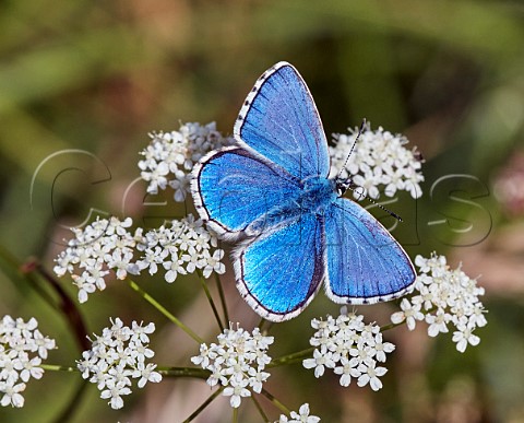 Adonis Blue nectaring on Burnetsaxifrage Denbies Hillside Ranmore Common Surrey England