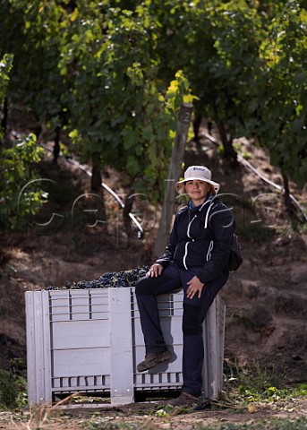 Female picker sitting on a bin of Syrah grapes in vineyard of Montes Apalta Colchagua Valley Chile
