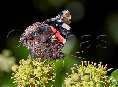 Red Admiral nectaring on Ivy flowers Hurst Meadows East Molesey Surrey UK