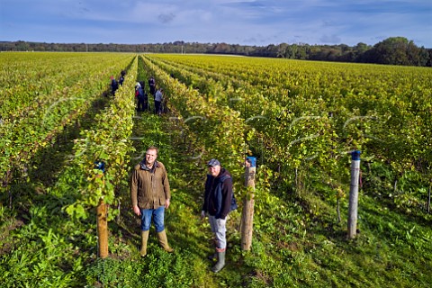 Art Tukker in Pinot Meunier vineyard of Tinwood Estate at harvest time Halnaker Chichester Sussex England