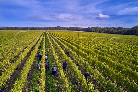 Picking Pinot Meunier grapes in vineyard of Tinwood Estate Halnaker Chichester Sussex England