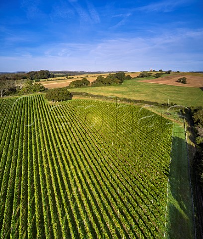 Vineyard of Gusbourne at Halnaker with the windmill in distance Chichester Sussex England