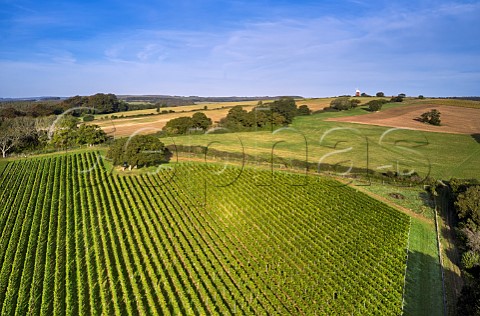 Vineyard of Gusbourne at Halnaker with the windmill in distance Chichester Sussex England