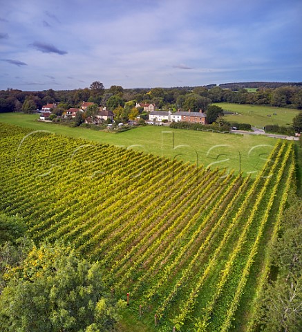 Pinot Noir vineyard of Tinwood Estate Halnaker Chichester Sussex England