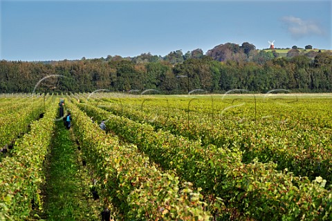 Picking Pinot Meunier grapes in vineyard of Tinwood Estate with Halnaker windmill in distance Chichester Sussex England