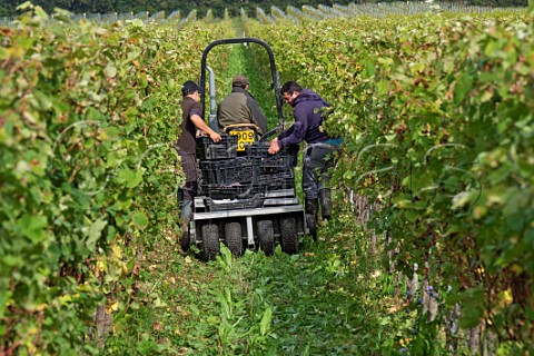 Collecting crates of harvested Pinot Meunier grapes in vineyard of Tinwood Estate Halnaker Chichester Sussex England