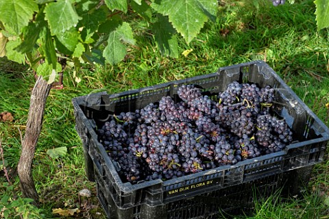 Crate of harvested Pinot Meunier grapes in vineyard of Tinwood Estate Halnaker Chichester Sussex England