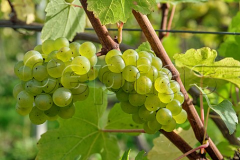 Chardonnay grapes in vineyard of Tinwood Estate Halnaker Chichester Sussex England