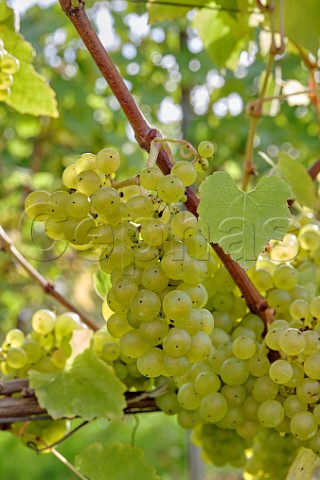 Chardonnay grapes in vineyard of Tinwood Estate Halnaker Chichester Sussex England