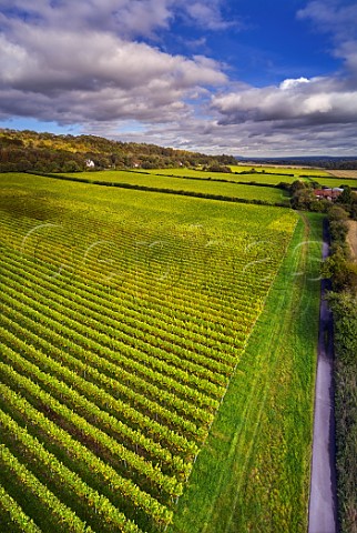 Vineyards of Squerryes Estate at the foot of the North Downs Westerham Kent England