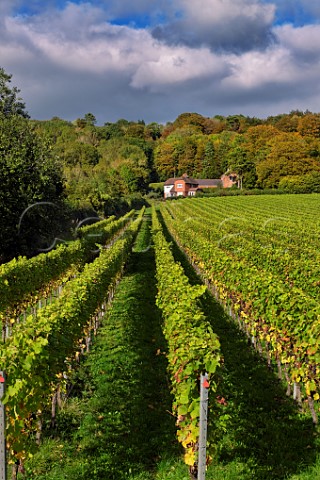 Pinot Noir vineyard of Squerryes Estate at the foot of the North Downs Westerham Kent England