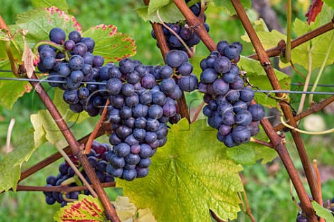 Pinot Noir grapes in Gaysham Farm vineyard of Squerryes Estate Westerham Kent England