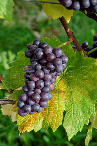Pinot Noir grapes in Gaysham Farm vineyard of Squerryes Estate Westerham Kent England
