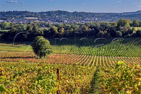 Autumn in the vineyards of Denbies Wine Estate Dorking Surrey England