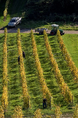 Picking Pinot Noir grapes in vineyard of Denbies Wine Estate Dorking Surrey England
