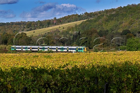 Train passing the vineyards of Denbies Wine Estate with Box Hill beyond Dorking Surrey England