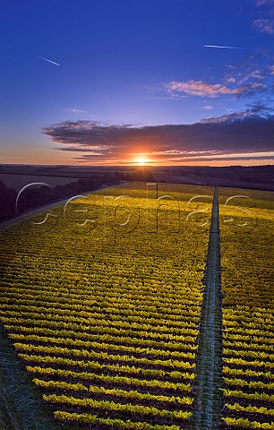 Sunrise over Burges Field Vineyard of The Grange Hampshire Itchen Stoke Hampshire England