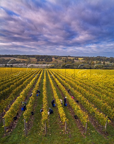 Picking Pinot Noir grapes in Burges Field Vineyard of The Grange Hampshire with the Itchen Valley beyond Itchen Stoke Hampshire England