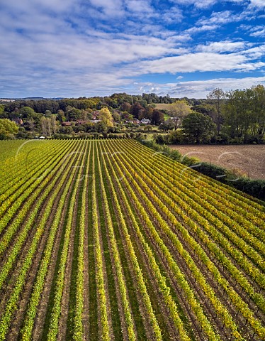Autumnal Harnham Hill Vineyard of Raimes Sparkling Wine Cheriton Hampshire England