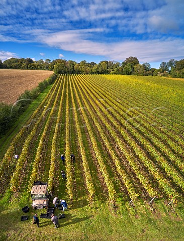 Picking Pinot Noir grapes in Harnham Hill Vineyard of Raimes Sparkling Wine Cheriton Hampshire England