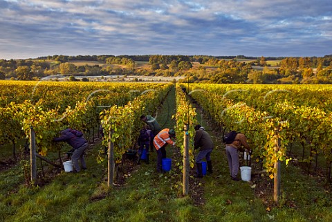 Picking Pinot Noir grapes in Burges Field Vineyard of The Grange Hampshire Itchen Stoke Hampshire England