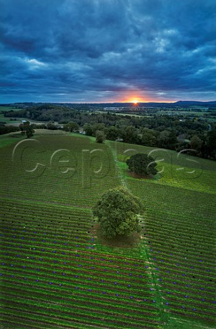 Sunrise on a harvest morning in the vineyard of Stopham Estate with the crates out ready for the pickers Stopham Sussex England