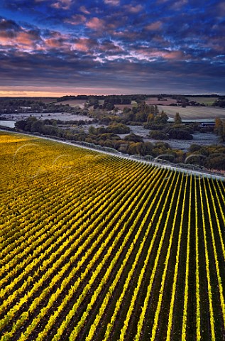 Dawn over Burges Field Vineyard of The Grange Hampshire with the frostcovered Itchen Valley beyond Itchen Stoke Hampshire England