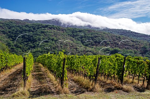 Sangiovese vineyard of Terreno Greve in Chianti Tuscany Italy Chianto Classico