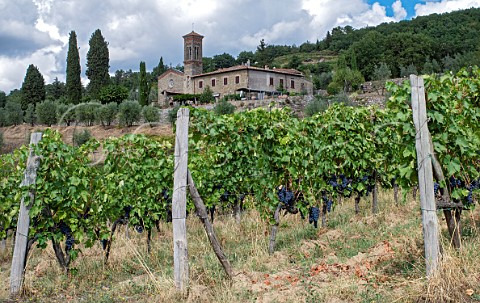 Sangiovese vineyard of Querciabella with the Church of San Donato beyond Lamole Tuscany Italy Chianto Classico